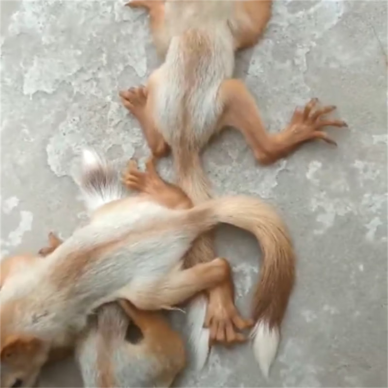 雪地松鼠活宠家养粘人雪地松鼠幼儿活体幼崽魔王宠物宿舍金花粮食