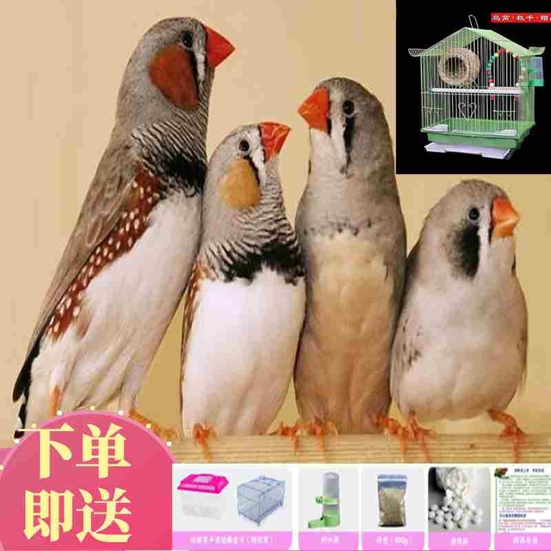 彩鸟普彩高彩鹦鹉金背珍朱鹦鹉鸟活体手养宠物真珠鸟活体鸟珍鸟珠鸟