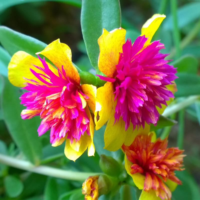 素蜜重楼大花马齿苋太阳花苗全重瓣宿根阔叶宽叶混色花卉阳台盆栽h 洋