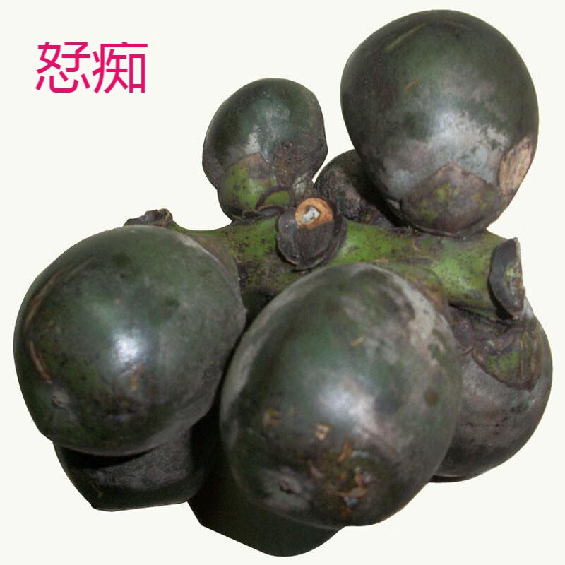 沙外秋香正宗海南新鲜追风果刺虎10个果子红花草保证质量外用