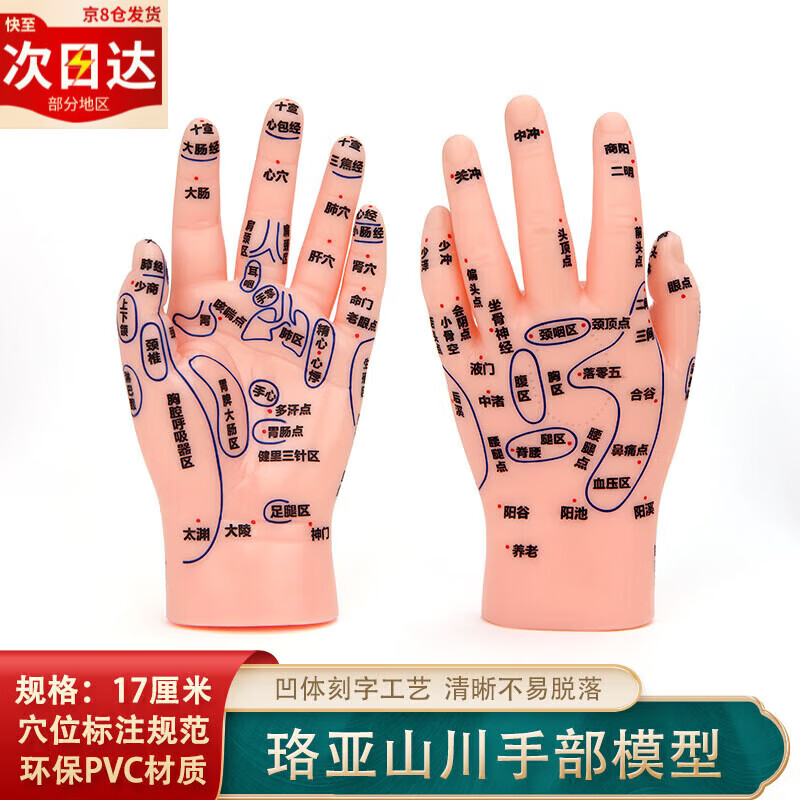 按摩手模型反射区人体针灸模型男女穴位经络针灸中 图17厘米 图17厘米