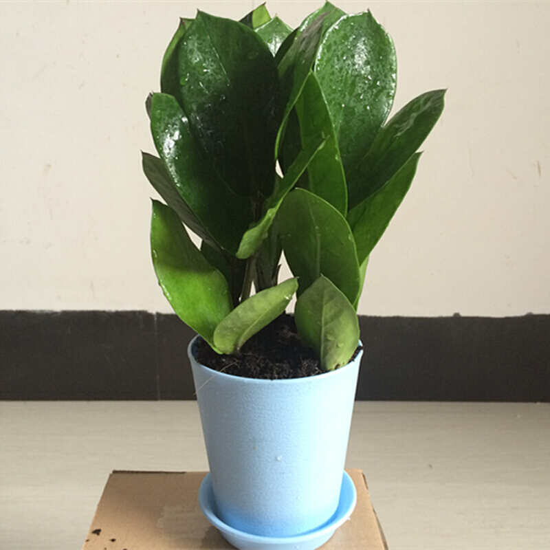 盆栽金钱树 花卉绿植 居家 金钱树3株/盆 不含盆