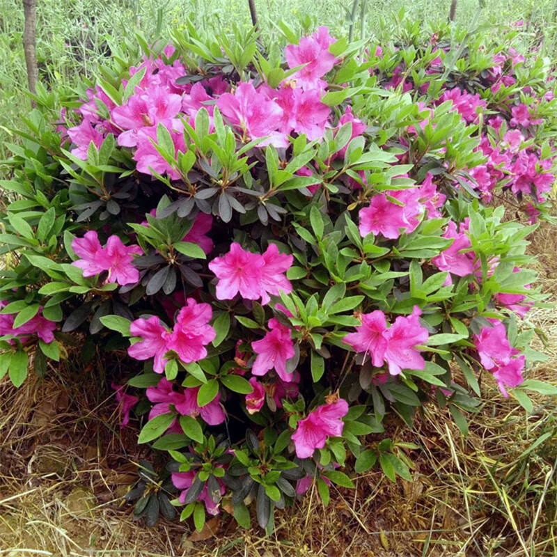 慕尔森毛鹃树苗映山红小苗庭院小区绿化植物杜鹃花苗毛娟紫鹃苗常绿四