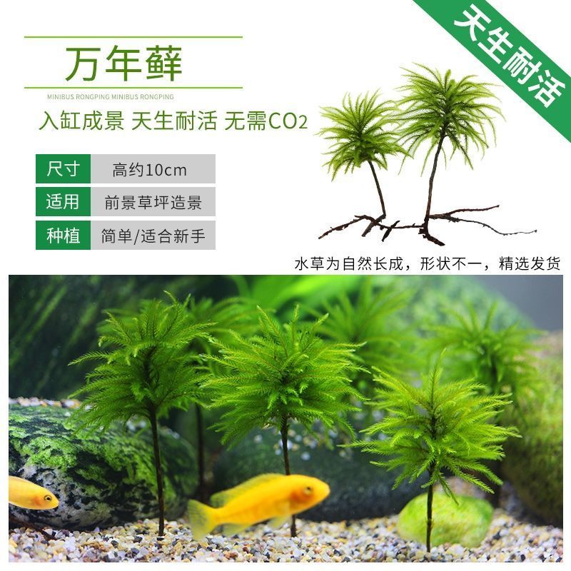 鱼草 相关京东优惠商品 9 价格图片品牌优惠券 虎窝购