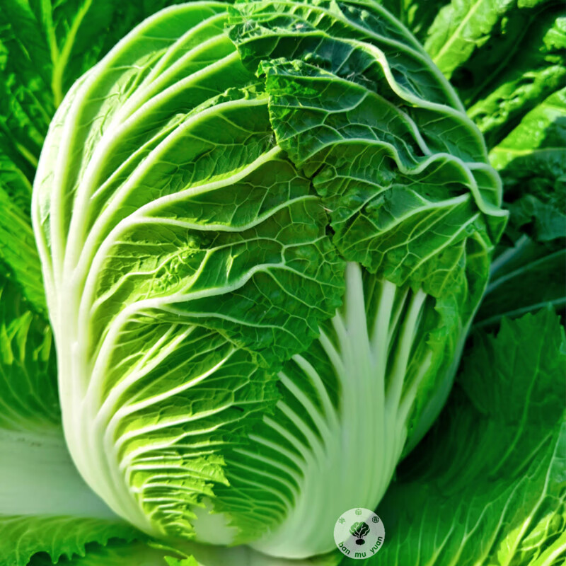 新疆半亩园有机翠玉白菜 新鲜蔬菜 大白菜 无农残 8斤(1-2颗)