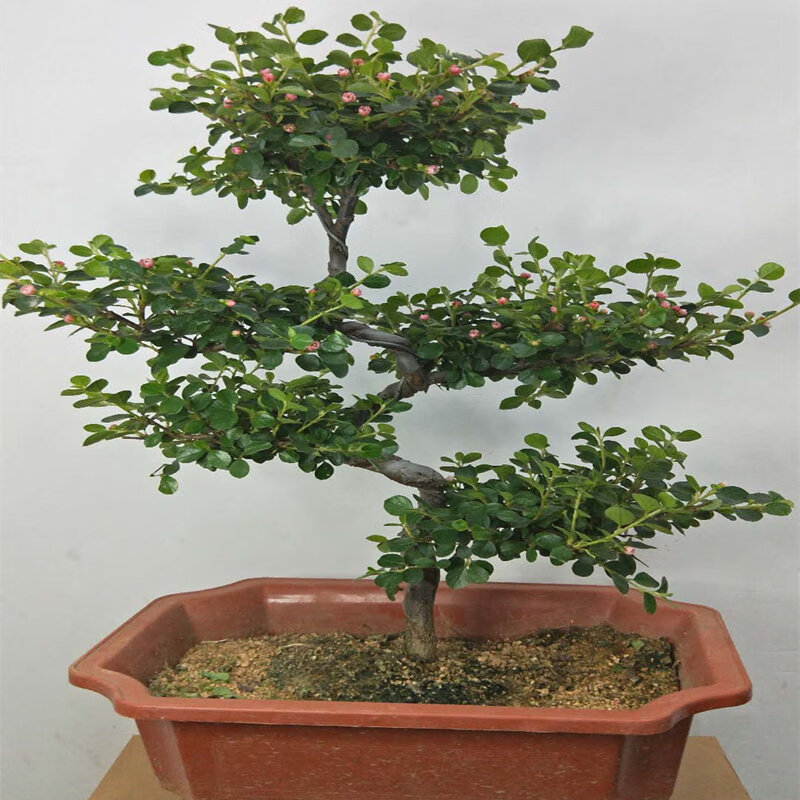 珍珠梅盆景花卉珍珠梅平枝栒子盆栽花带花盆景植物 珍珠梅s型大盆 不