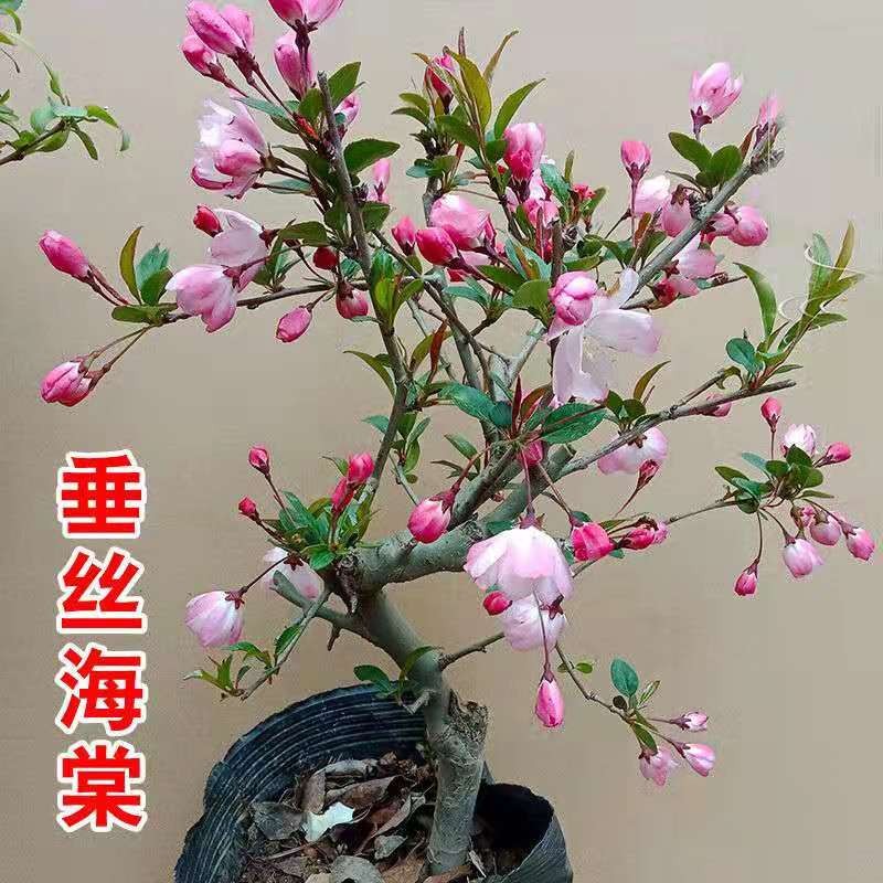 旺之春長壽冠海棠盆栽盆景梅花樹樁重瓣紅花海棠花紅梅樹苗耐寒植物 10年垂絲海棠當(dāng)年開花