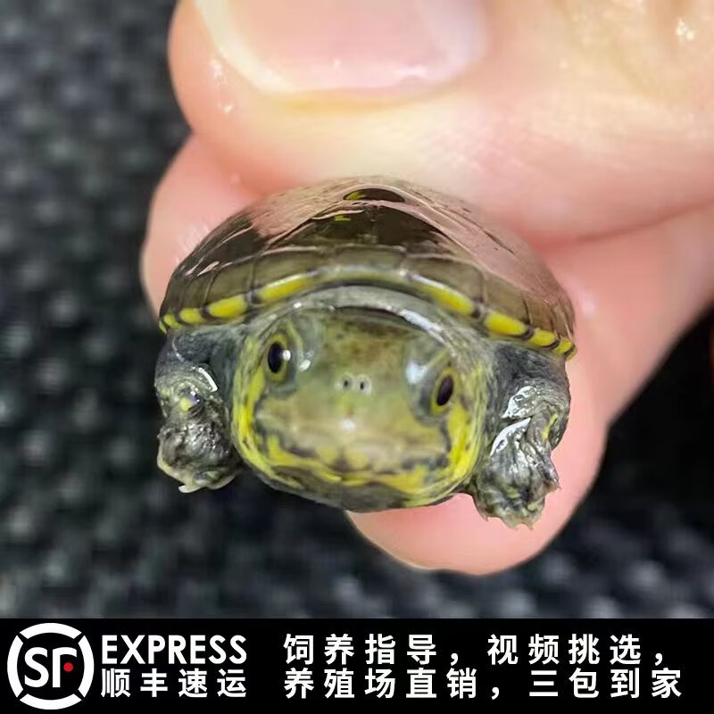 人工繁殖窄桥蛋龟双cb后代窄桥蛋龟苗子观赏蛋龟之王互动第一 精品