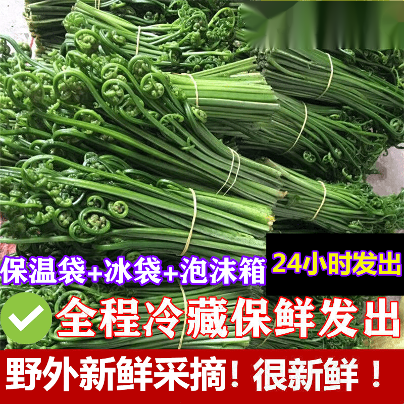 颜曼箐新鲜现摘广西玉林蕨菜凉拌菜野菜水龙爪菜鲜嫩水蕨菜叶子 1500g