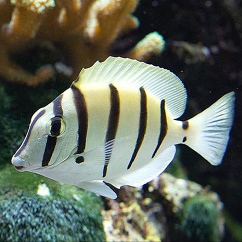 海水鱼活体活鱼斑马吊西瓜吊耳斑吊食苔吊食藻倒吊鱼海水鱼家养办公室