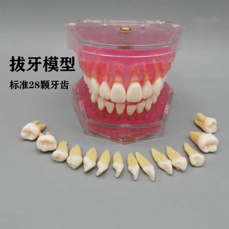 牙科牙齿模型口腔教学材料牙医标准练习牙模型备牙可拆卸全口牙模 卸