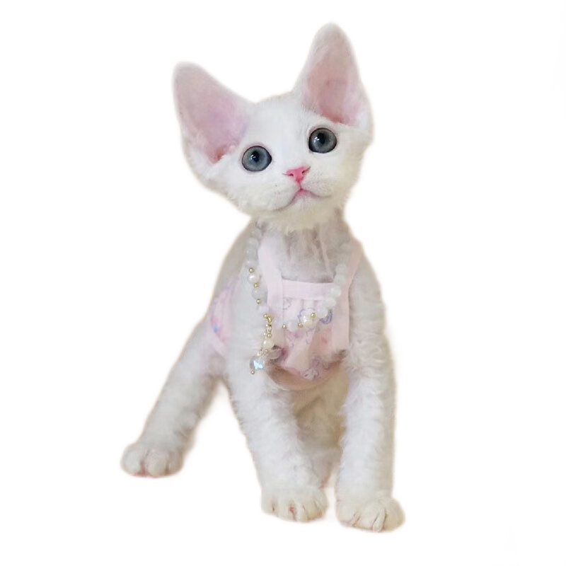 有什么软件可以看猫咪活体历史价格|猫咪活体价格历史