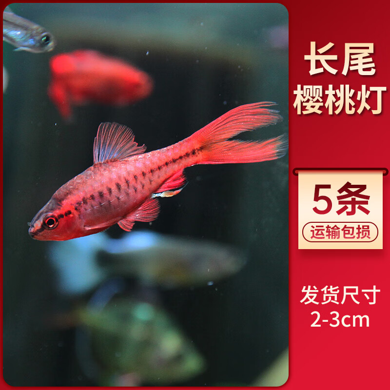 樸彩 長尾櫻桃燈魚超紅櫻桃燈魚櫻桃燈魚玫瑰燈魚草缸小型熱帶觀賞魚 長尾櫻桃燈5條2-3cm