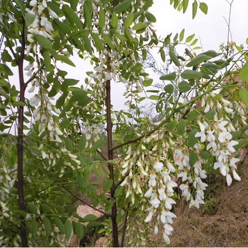 新鲜槐花河北农家现摘杨槐花太行山槐树花应季洋槐花