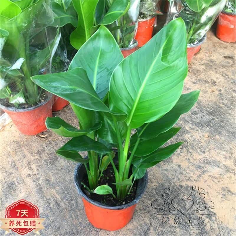 天堂鸟北欧植物盆栽室内大型植物鹤望兰客厅绿植盆栽 不含盆(带育苗盆发货) 天堂鸟50-60高度(一盆三颗)高性价比高么？