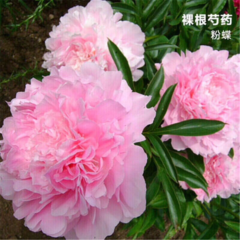 花支蕊 耐寒带芽儿发货 芍药种根 根块 芍药花苗种球盆栽花卉当年开花