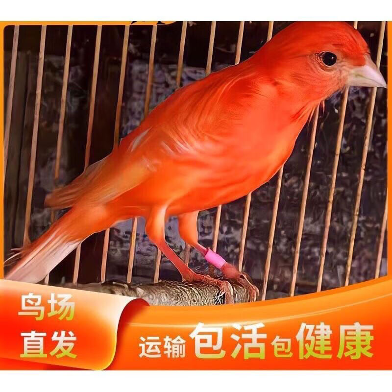 玉鸟,活体,康,精品,辣椒红,马赛克,红桂皮,绿桂皮 上海辣椒红(母鸟)