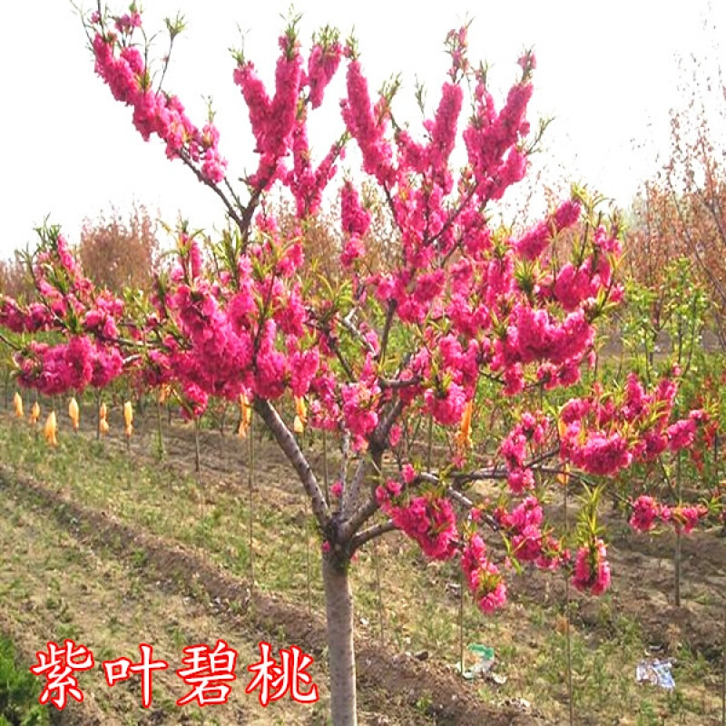 购优汇紫叶桃花树苗红叶桃红叶碧桃紫叶碧桃桃花树苗红
