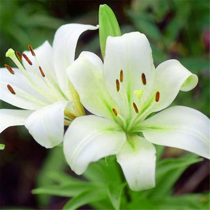 欧悟 单个球根种球 带芽百合花种球 包开花 进口香水
