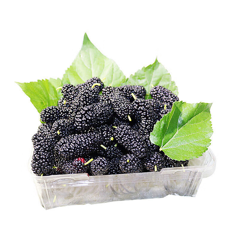 皓谦桑葚新鲜水果桑葚鲜果桑椹水果桑枣黑桑葚果 新鲜桑葚3斤