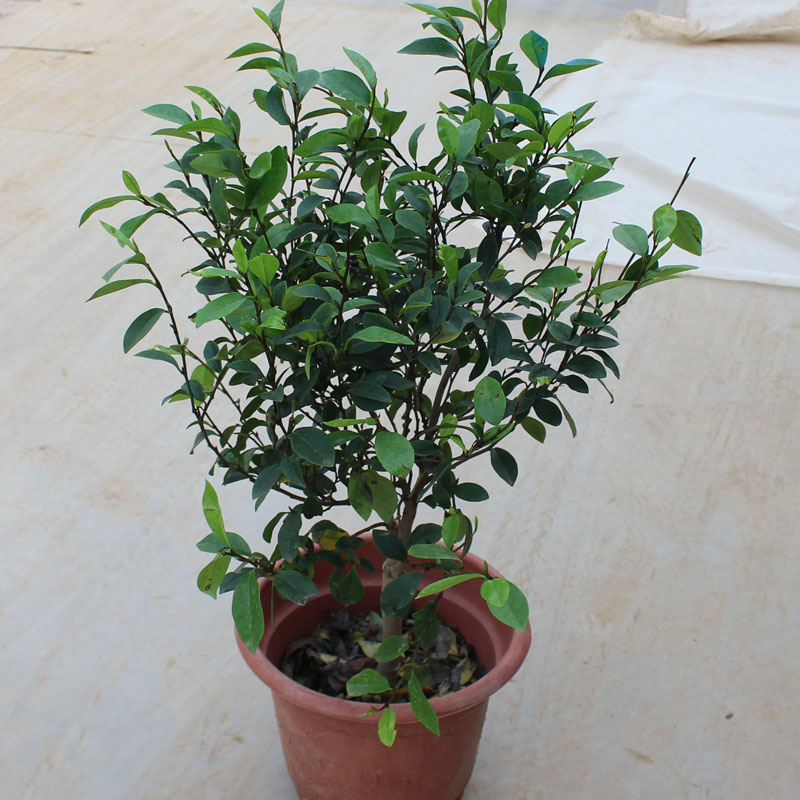 含笑花盆栽 树苗 室内庭院浓香型绿植盆栽年宵花卉 30cm冠幅含笑