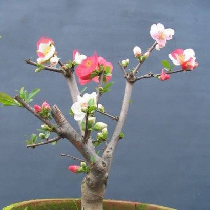重瓣树桩海棠观花室内外盆栽老桩植物盆景开花棠花 19双色海棠树杆2