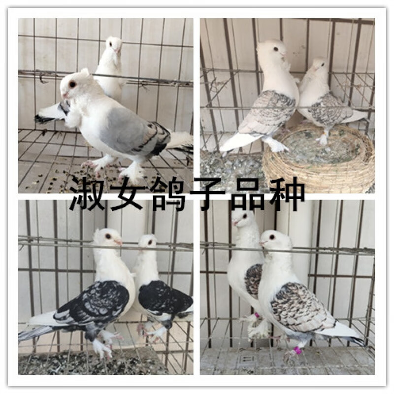 观赏鸽凤尾淑女,秀,两头乌,信鸽两头红大鼻子鸽子活体 淑女青年一对