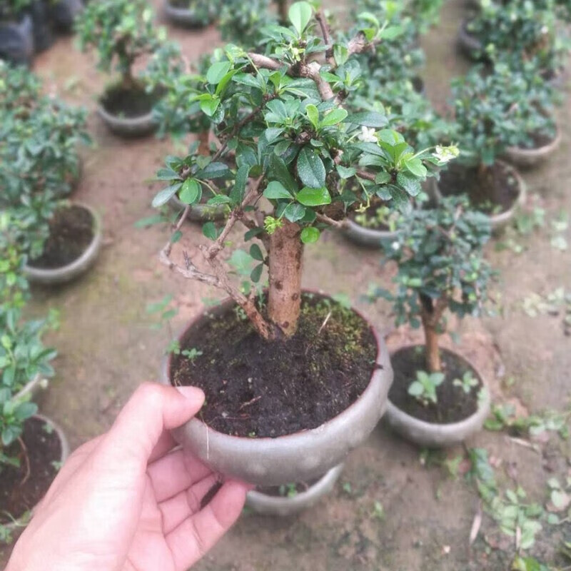 倾奢带盆带土 微型福建茶盆景老桩茶树室内办公室桌面开花客厅假山 小