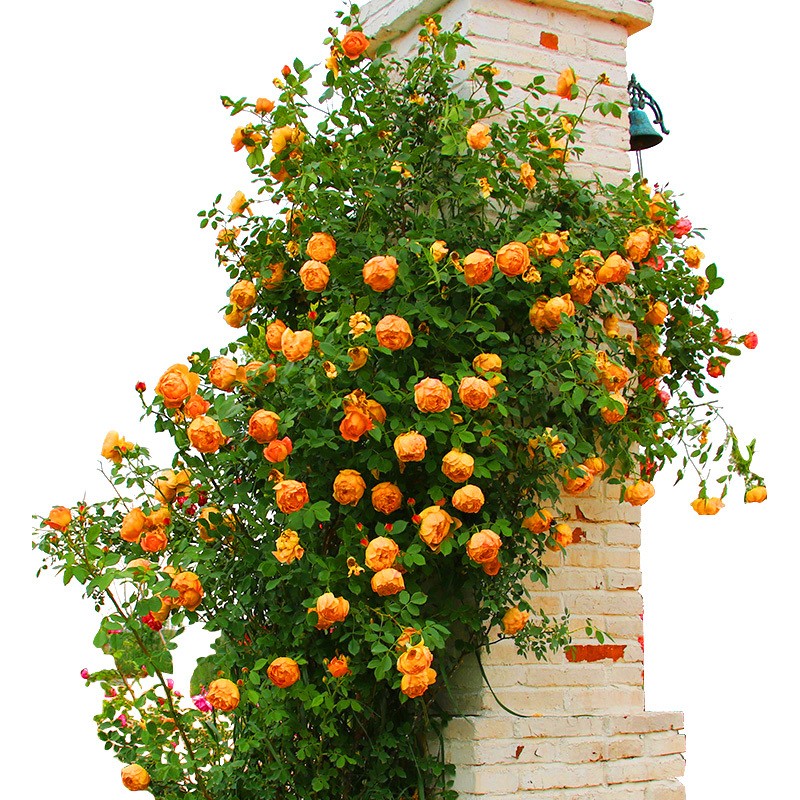 京东花卉价格走势图哪里看|花卉价格比较