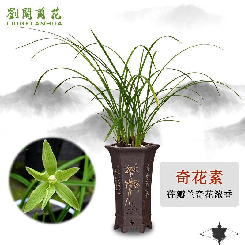劉閣蘭花刘阁兰花 莲瓣兰名品 奇花素 冬带花苞出售 好养兰花苗盆栽