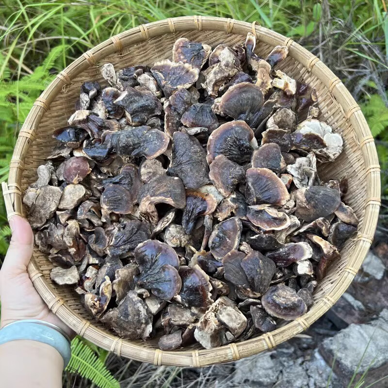 长白山小金边灵芝整枝干货 黑林芝林芝可切片 泡酒煲汤味50-500克