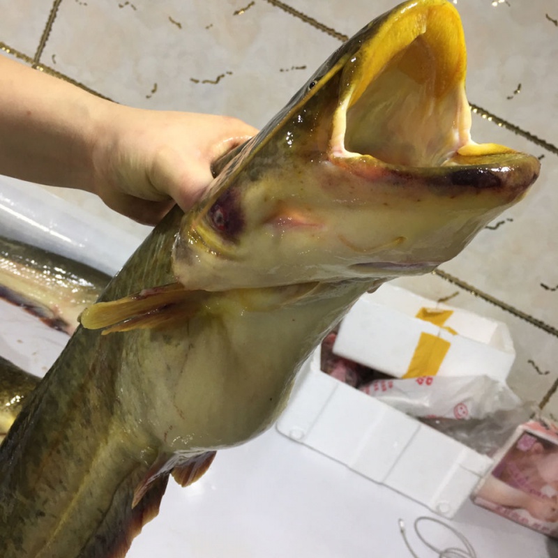 lism 东北黄金大鲶鱼,鲜活包装冻发,现卖现捕一份4-5斤/条