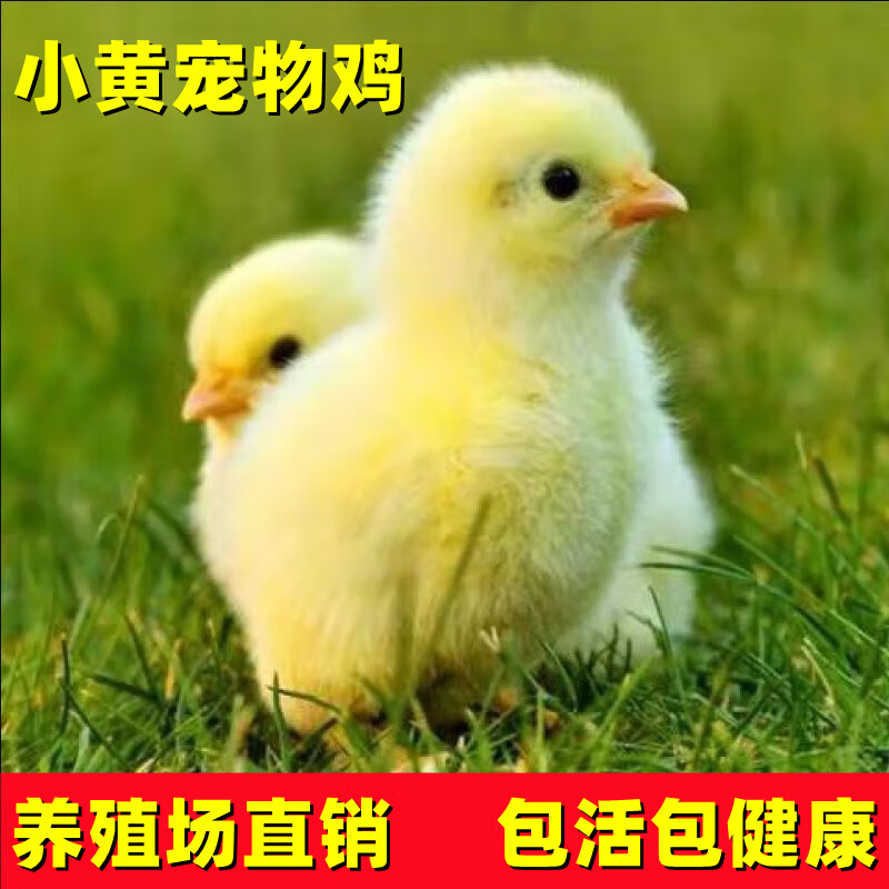 梦茜儿(mexemina)小黄鸡宠物小鸡活宠物小鸡活苗活体观赏网红宠物鸡幼