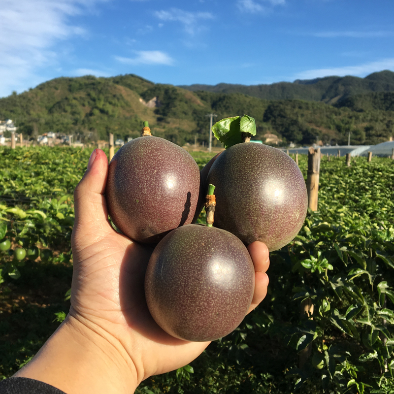 纯香果 广西百香果 新鲜水果 生鲜优选 净重 9斤【特大果】单果70-100