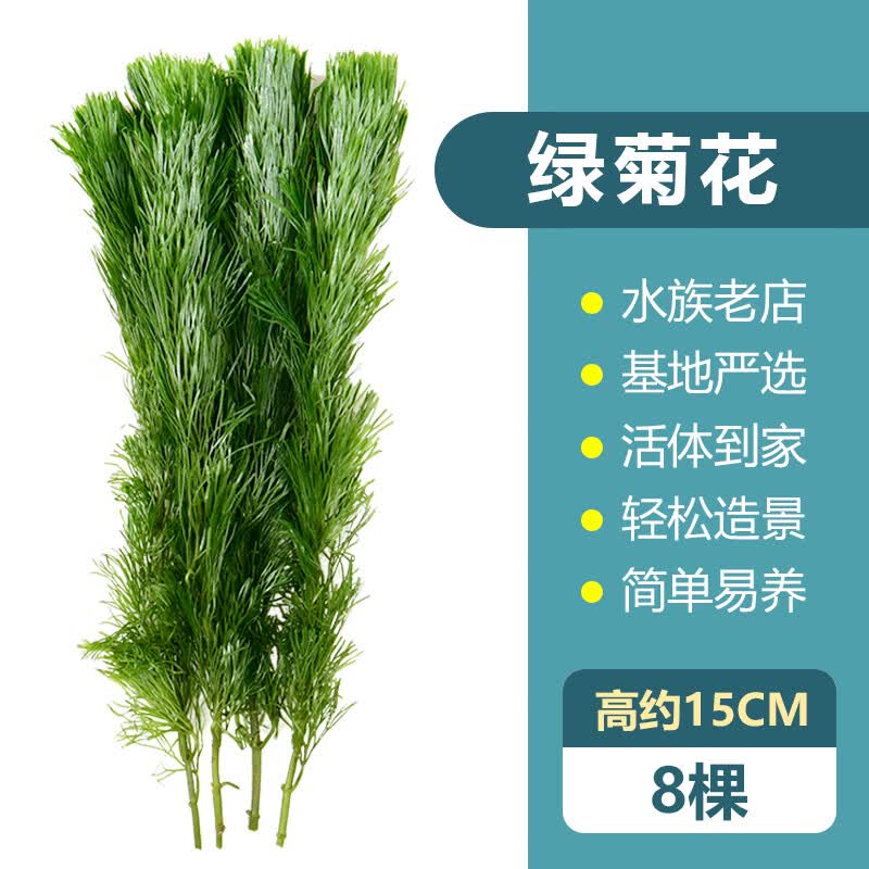 iosn绿菊花活体真水草鱼缸水族箱松尾红菊造景淡水增氧植物阴性后景草