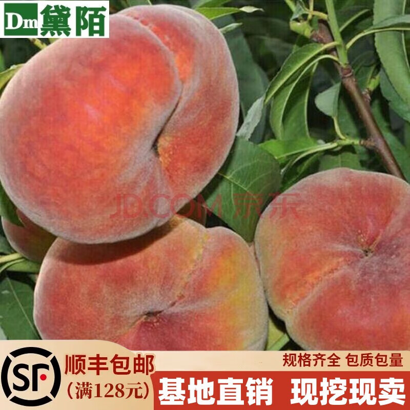 黛陌嫁接桃樹(shù)苗南方北方種植桃樹(shù)苗盆栽地栽庭院陽(yáng)臺種植桃樹(shù)苗當年結 中華壽桃 9年苗結果多多