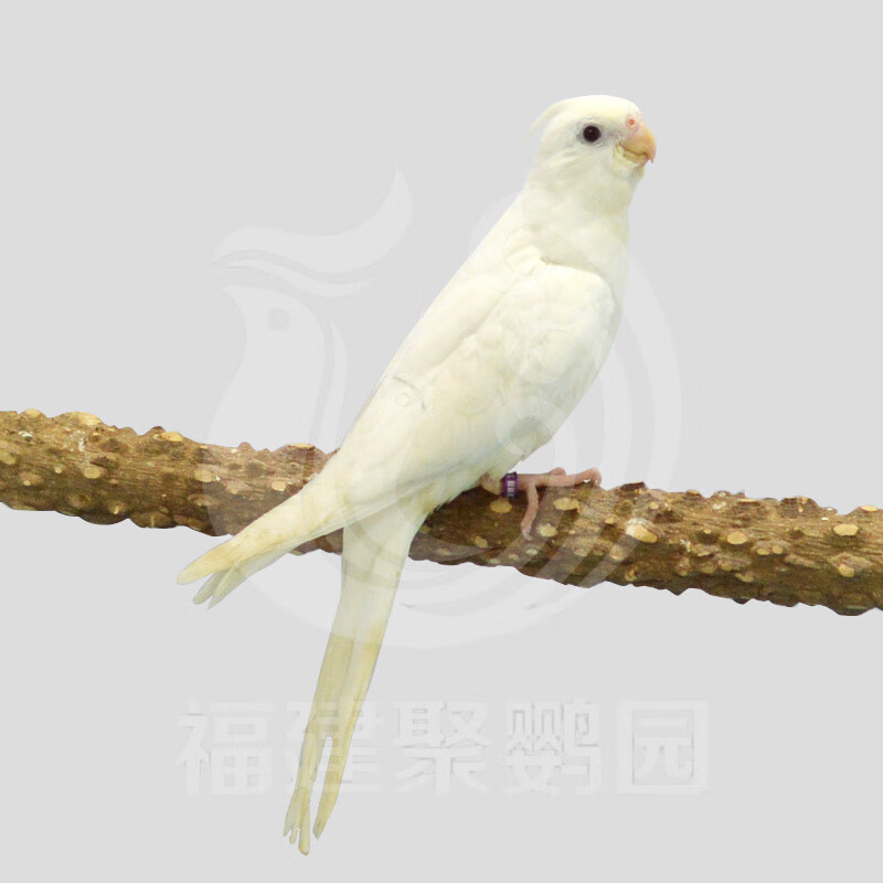 宠物温顺机灵亲人小萌手养鸟中白子玄凤白脸玄凤观赏鸟 白子手养