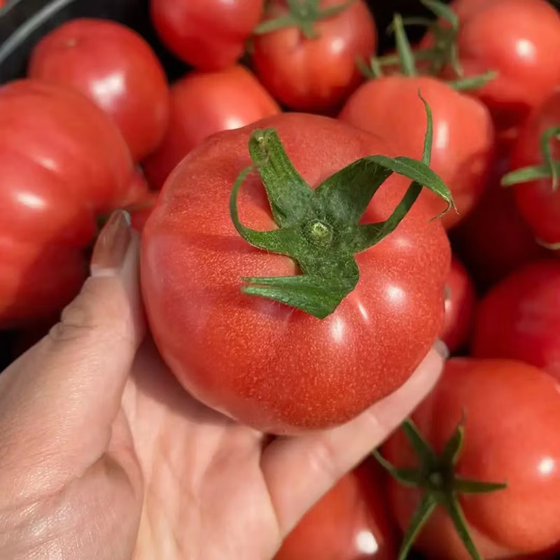 秦品堂陕西泾阳普罗旺斯西红柿【顺丰包邮】生吃沙瓤番茄西红柿自然熟 普罗旺斯中果 5斤 (中通,极兔)