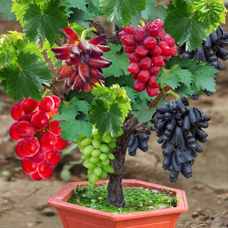 葡萄树苗盆栽一树多果当年结果易管理好成活南北方种植果树苗 4年苗