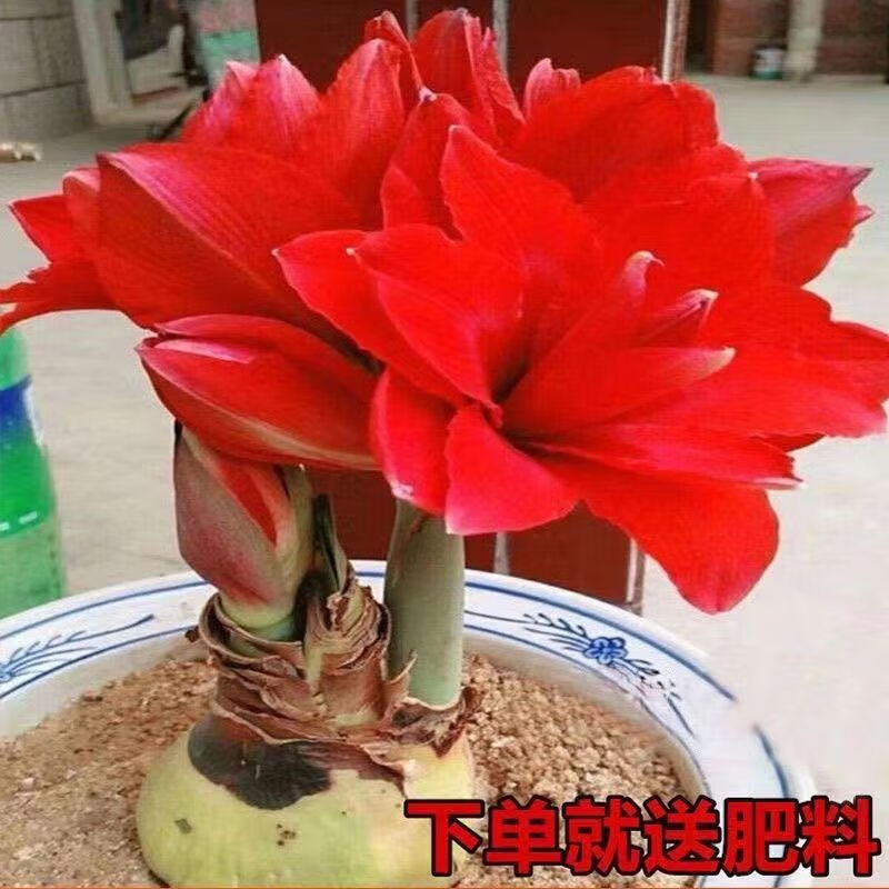 垣栀荷兰朱顶红进口大球重瓣种球盆栽花卉植物多年生特大球四季开花球 【樱桃尼芙】朱顶红种球当年开花