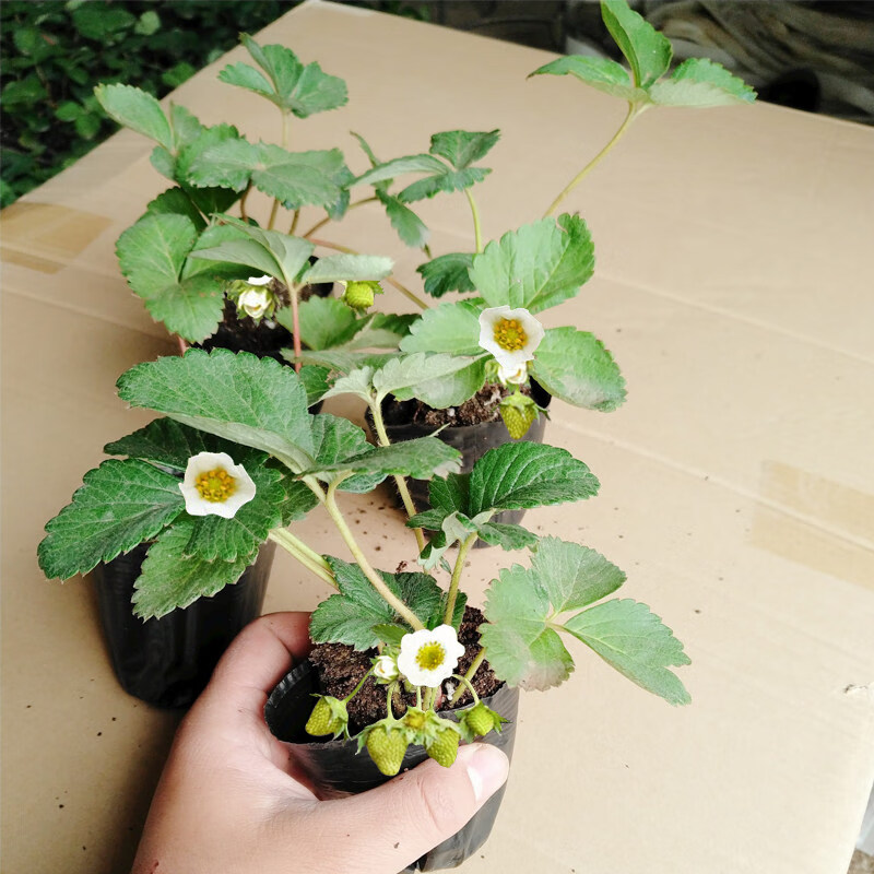 绿达草莓苗草莓盆栽草莓苗带土发货奶油草莓红颜草莓丹东带花带果冬季 草莓苗混拍品种【50株】带育苗杯 15cm以下