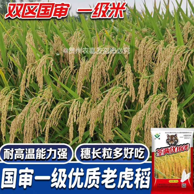 农喜发荃两优1606国审杂交水稻种子一级老虎稻杂交高产水稻种谷种 国