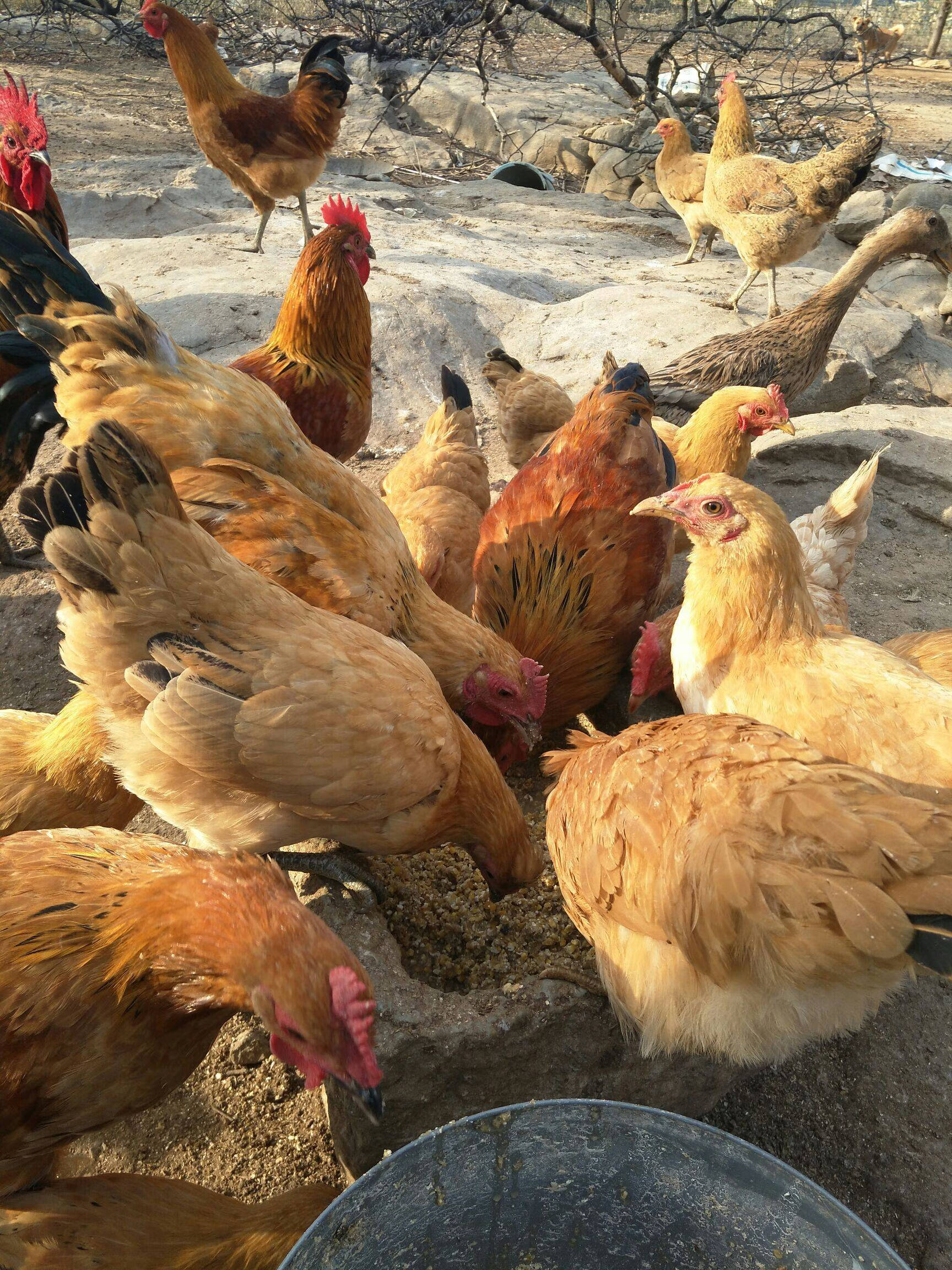 公鸡仔乌鸡绿壳蛋鸡芦花鸡五黑鸡苗养殖 土鸡活苗(30只装)养殖场品质