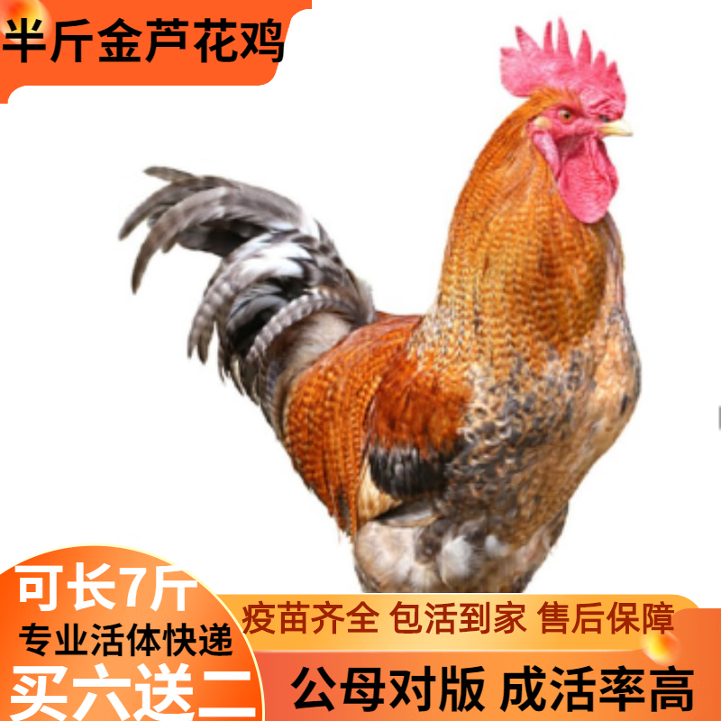 姬卉半斤芦花鸡正宗纯种黑芦花鸡脱温鸡半大白芦花鸡活体青年幼苗批发