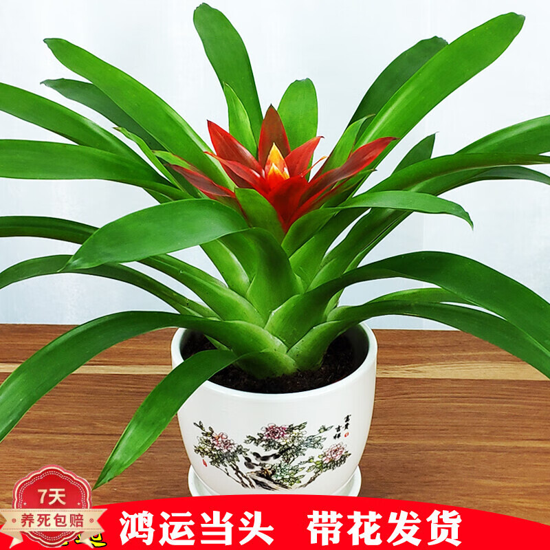 查在线绿植盆栽商品历史价格|绿植盆栽价格走势