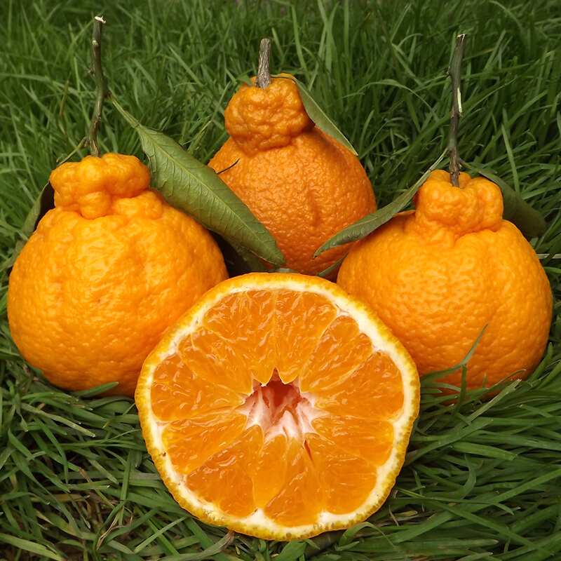 四川不知火丑橘当季新鲜水果丑柑丑八怪现摘现发丑桔大果 中大果 5斤