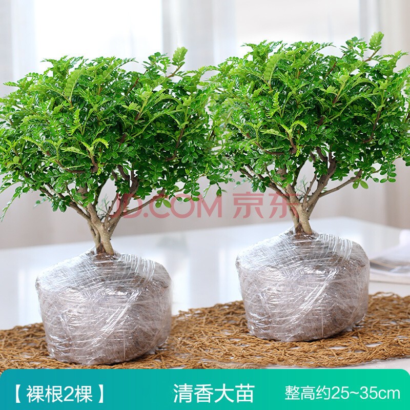 盆栽清香胡椒木植物室内花卉四季好养绿植九里香千里眼盆景清香型2棵原土发货 不含盆带盆栽好 虎窝购 盆栽清香胡椒木植物室内花卉四季好养绿植九里香千里眼盆景清香型2棵原土发货 不含盆带盆栽好 虎窝购