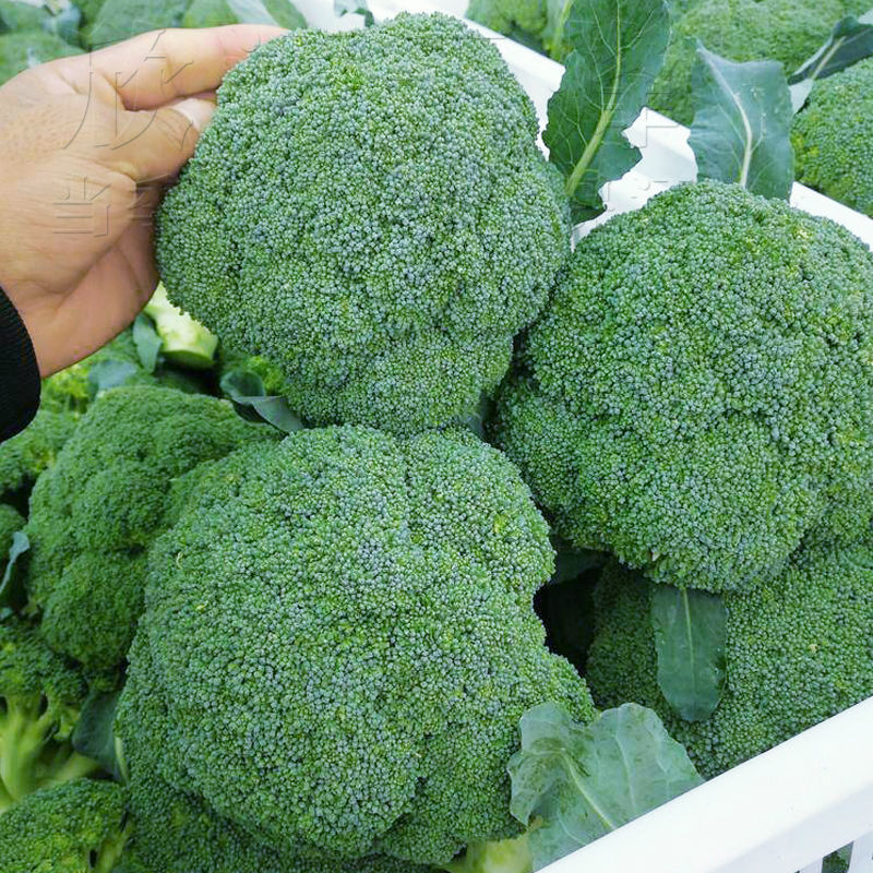 西兰花 相关京东优惠商品价格升序 价格图片品牌优惠券 虎窝购