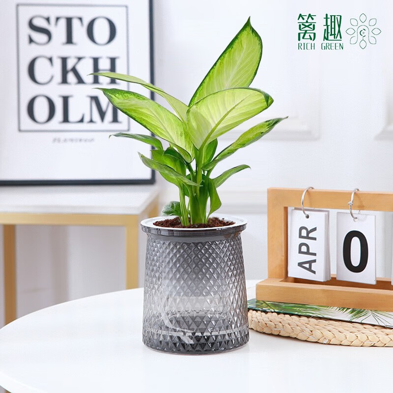 近期绿植盆栽的价格走势|绿植盆栽价格走势图