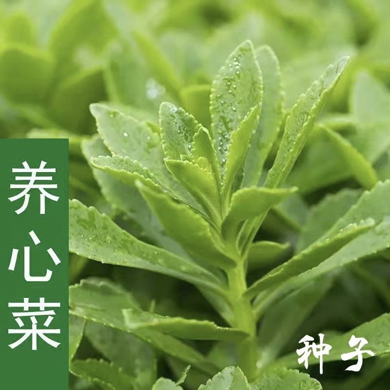 菜友养心子高钙菜救心菜养心菜苗子费苗四季种植蔬菜 特色小菜养心菜